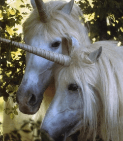 unicorns-e1439304951803